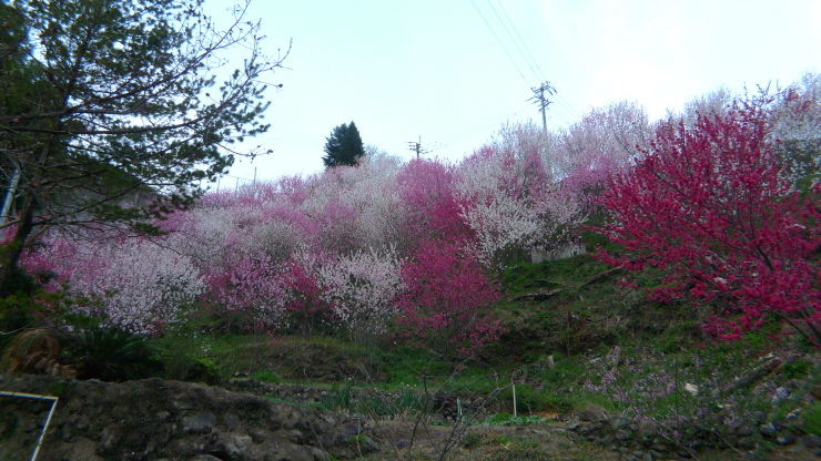 日和佐～美波町～高知市～津野町～仁淀川町_c0212083_19155223.jpg