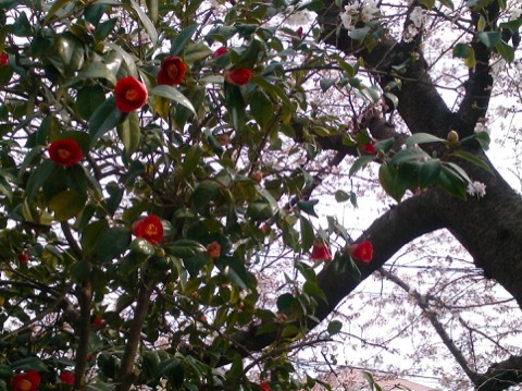d0115985_23592437.jpeg