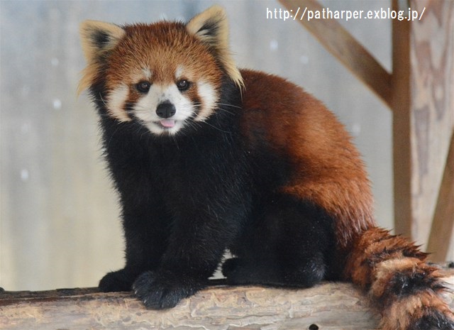 ２０１６年２月　とくしま動物園　その２　レッドパンダのリンゴタイム_a0052986_0162996.jpg