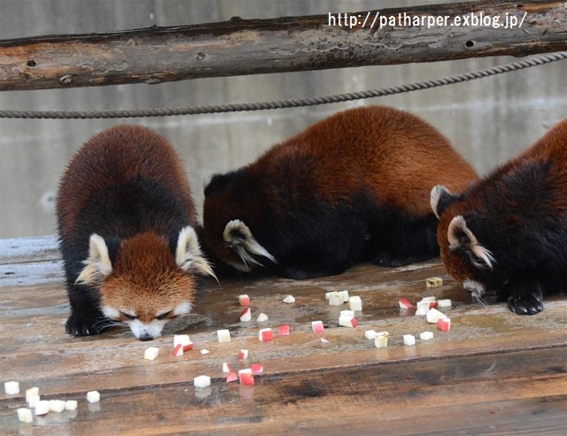 ２０１６年２月　とくしま動物園　その２　レッドパンダのリンゴタイム_a0052986_0204894.jpg