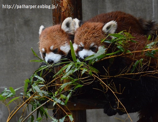 ２０１６年２月　とくしま動物園　その３_a0052986_2322035.jpg