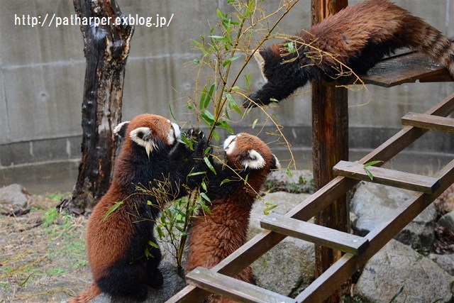 ２０１６年２月　とくしま動物園　その３_a0052986_2328616.jpg