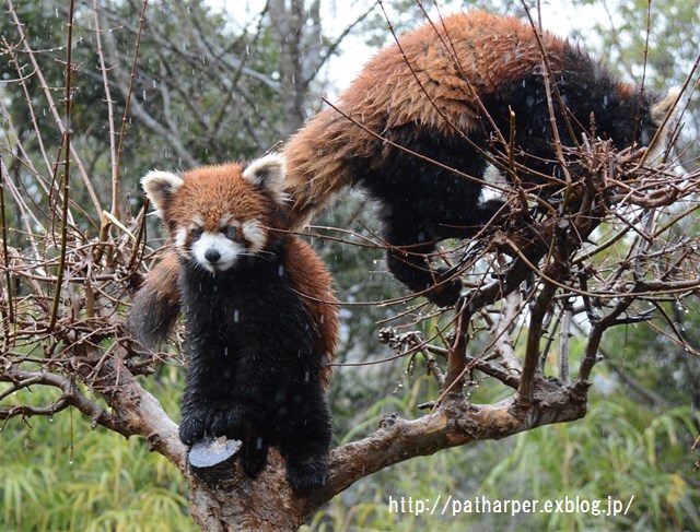 ２０１６年２月　とくしま動物園　その３_a0052986_2332816.jpg