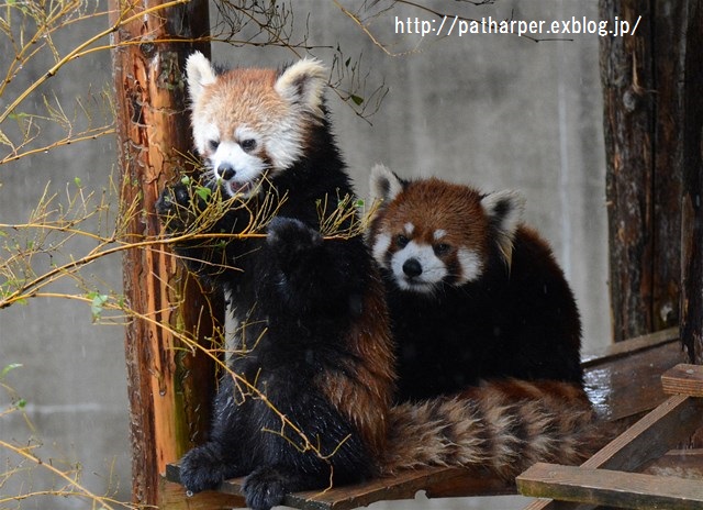 ２０１６年２月　とくしま動物園　その３_a0052986_23333085.jpg