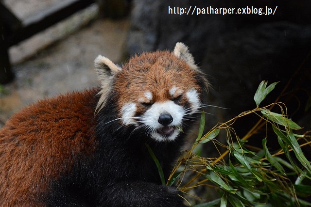 ２０１６年２月　とくしま動物園　その３_a0052986_23473024.jpg