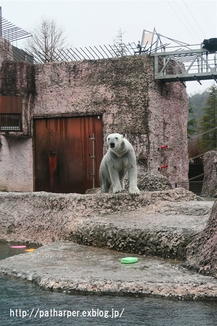 ２０１６年２月　とくしま動物園　その３_a0052986_23582731.jpg