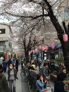 桜・・・ライブ_a0079087_22125053.jpg