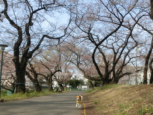 花見に付き物、救急搬送_a0319693_854231.jpg