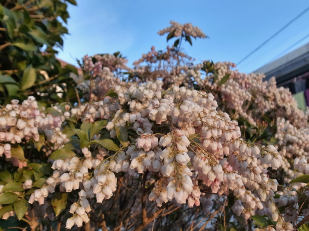 花よ猫よ太陽よ月よ(*^_^*)_c0049299_22405187.jpg