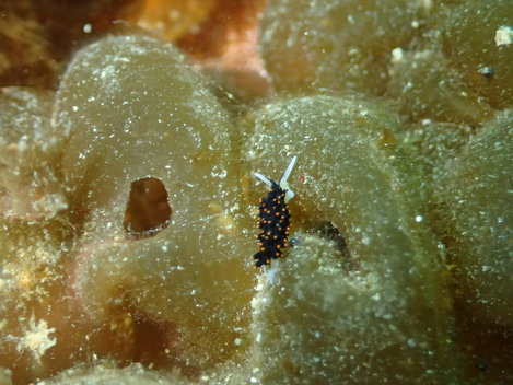 e0115199_20145367.jpg
