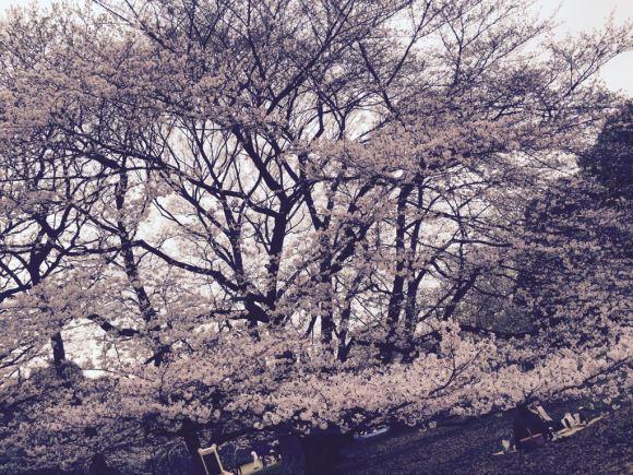 Sakura レミオロメン 私は冬が好き Sakura レミオロメン 私は冬が好き