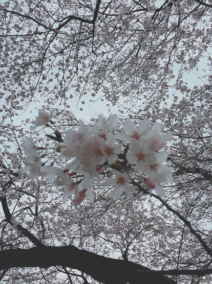 Sakura レミオロメン 私は冬が好き Sakura レミオロメン 私は冬が好き