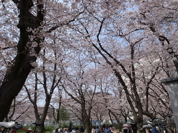 大供第１公園（桜公園）＠岡山市北区厚生町_f0197703_17170643.jpg