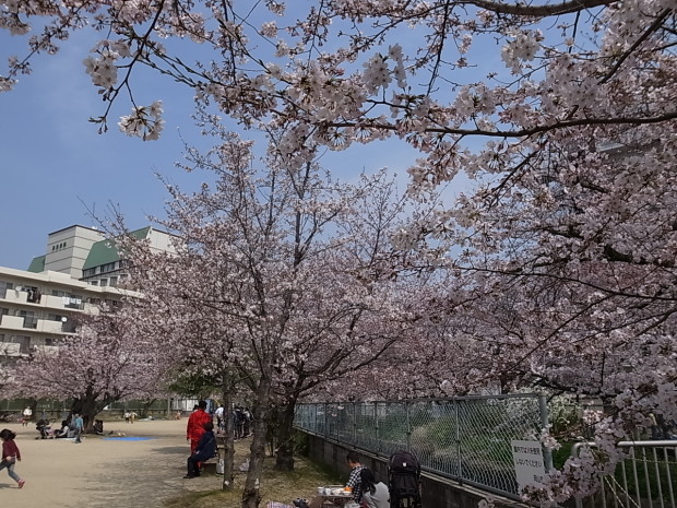 大供第１公園（桜公園）＠岡山市北区厚生町_f0197703_17191685.jpg