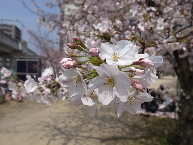 大供第１公園（桜公園）＠岡山市北区厚生町_f0197703_17232176.jpg