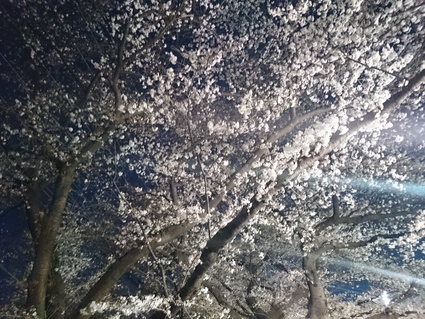 3/30 夜桜見物@会社_b0042308_11594643.jpg