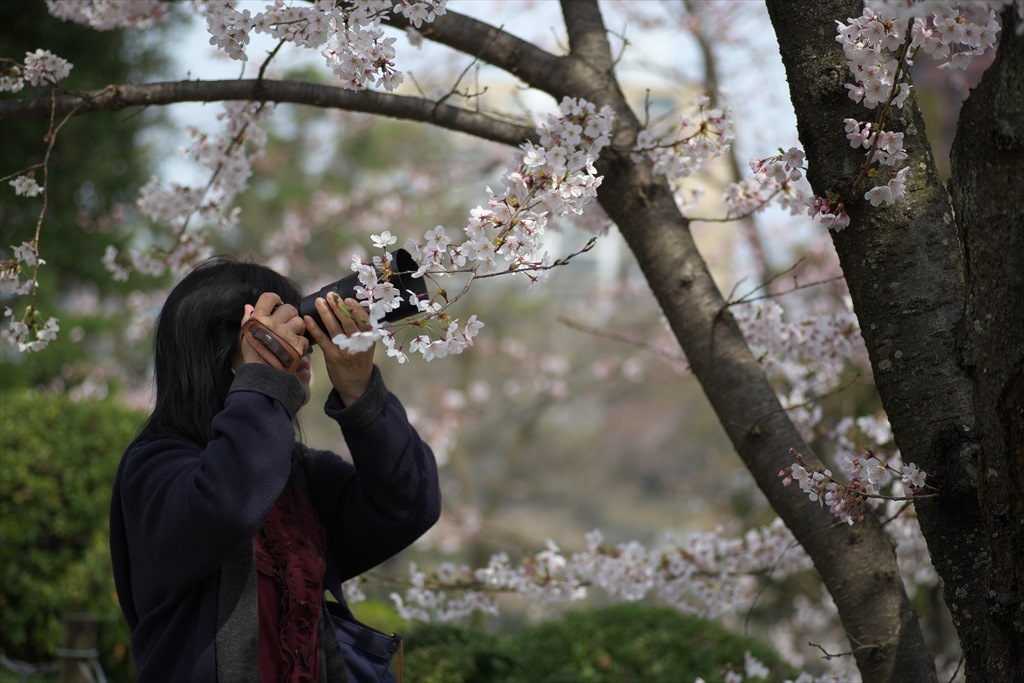 縮景園 桜など2(2016/03/31)_c0346710_16545196.jpg