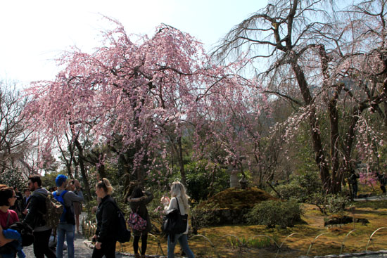 16 桜だより16 嵐山1天龍寺_e0048413_21112847.jpg
