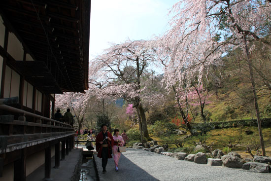 16 桜だより16 嵐山1天龍寺_e0048413_2111507.jpg