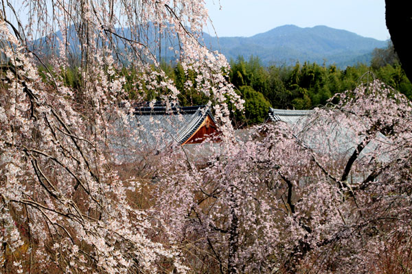 16 桜だより16 嵐山1天龍寺_e0048413_2112227.jpg