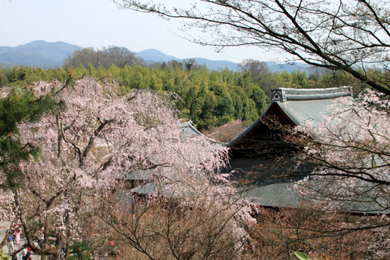 16 桜だより16 嵐山1天龍寺_e0048413_2112656.jpg