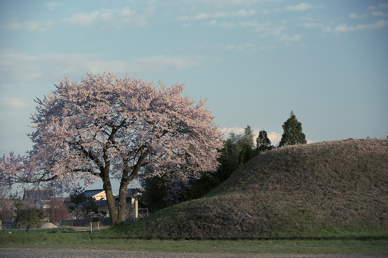 野古墳群の桜 （揖斐郡大野町）_c0115616_6252268.jpg