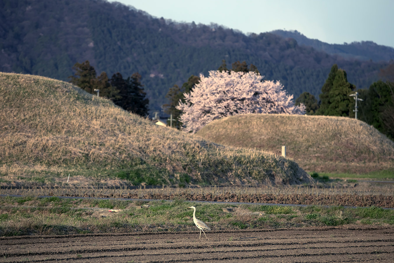 野古墳群の桜 （揖斐郡大野町）_c0115616_625910.jpg