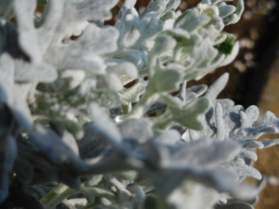 森林公園・春の花、色彩重視画像・雨でも撮影に行こう_e0016517_20591050.jpg