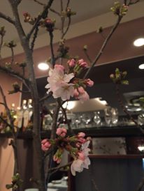 ソメイヨシノ_e0025817_00023733.jpg