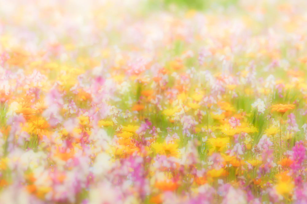 春の花畑2 雲空海 春の花畑2 雲空海