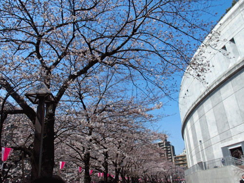 東京めぐり　　　目黒川の桜_e0312121_23443645.gif