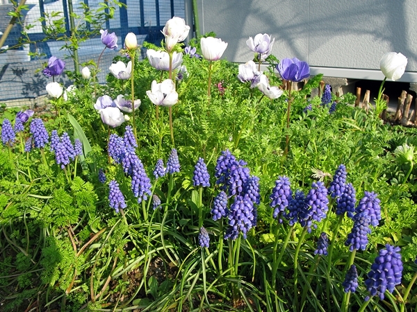春や春!_f0129726_22041465.jpg