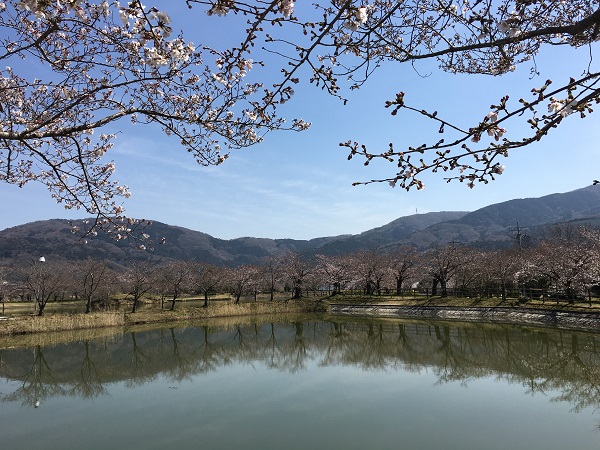 北条大池公園の桜_b0100229_132235100.jpg