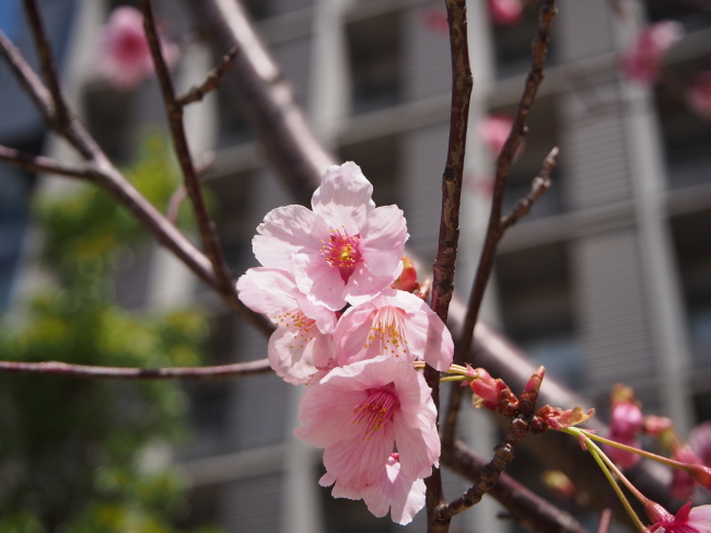 １６年３月３１日　お花見散歩♪_c0117831_21162578.jpg