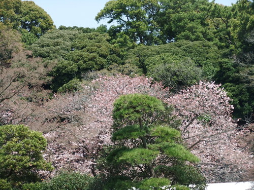 皇居乾通りの桜..花のお江戸でお花見！_b0137932_19175339.jpg