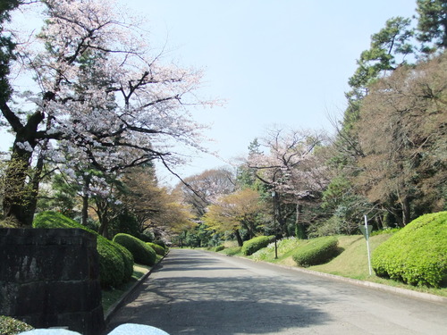 皇居乾通りの桜..花のお江戸でお花見！_b0137932_19202019.jpg