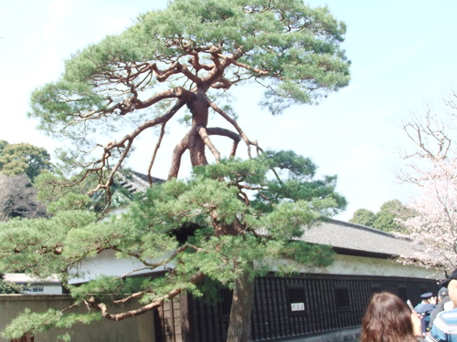 皇居乾通りの桜..花のお江戸でお花見！_b0137932_19243156.jpg