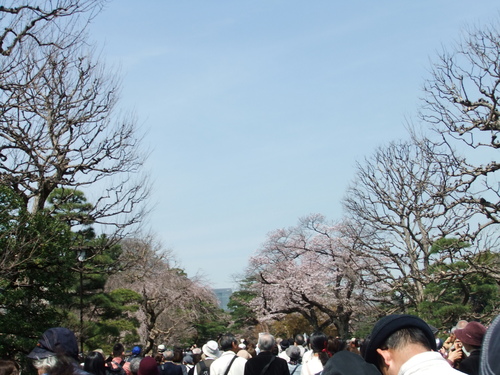 皇居乾通りの桜..花のお江戸でお花見！_b0137932_192642.jpg