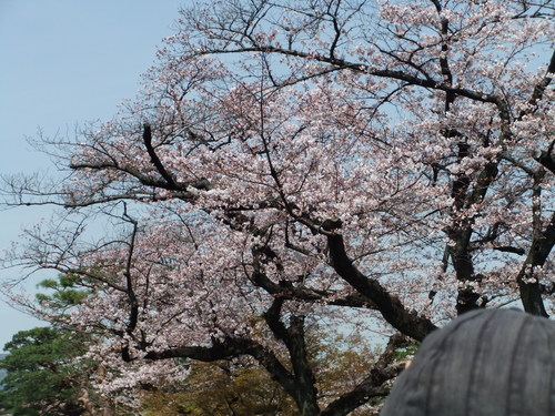 皇居乾通りの桜..花のお江戸でお花見！_b0137932_2022618.jpg