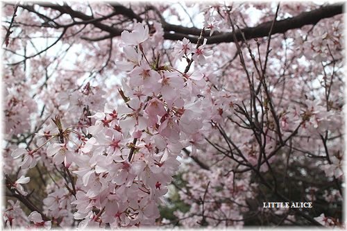 ☆ラグド－ルの仔猫・・ちっくん待ちと2016桜さんぽ。_c0080132_11443638.jpg