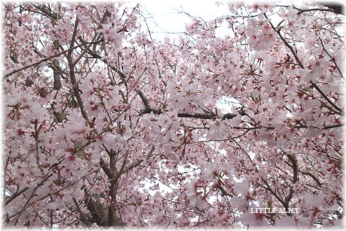 ☆ラグド－ルの仔猫・・ちっくん待ちと2016桜さんぽ。_c0080132_11452080.jpg