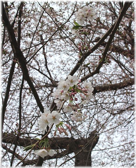 ☆ラグド－ルの仔猫・・ちっくん待ちと2016桜さんぽ。_c0080132_11472952.jpg