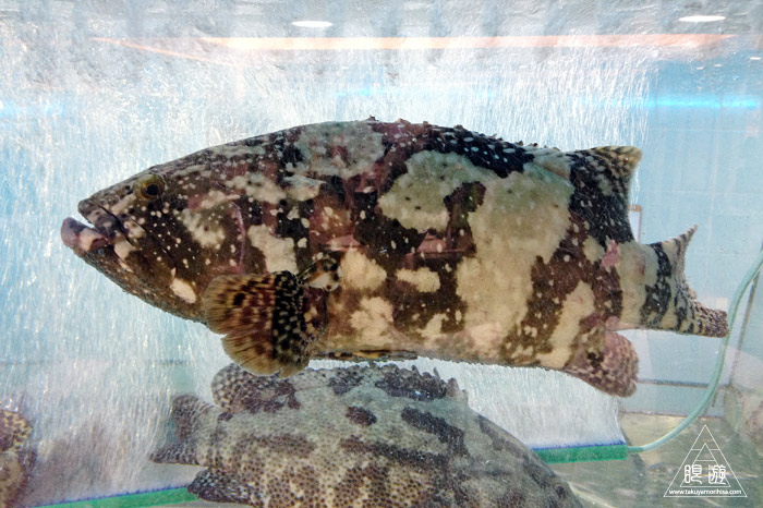 406 Tai Kok Tsui ~ハタ科最大の魚が~_c0211532_0344666.jpg