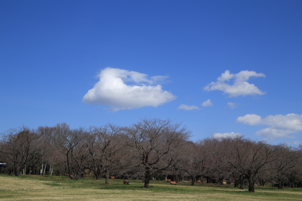 昭和記念公園その３_f0229832_10402883.jpg