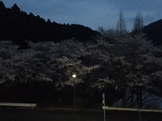 夜桜_d0009738_4125554.jpg