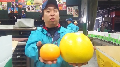 安政柑 あんせいかん とアンコール 岡マルカちゃんのベジフル日記 安政柑 あんせいかん とアンコール 岡マルカちゃんのベジフル日記