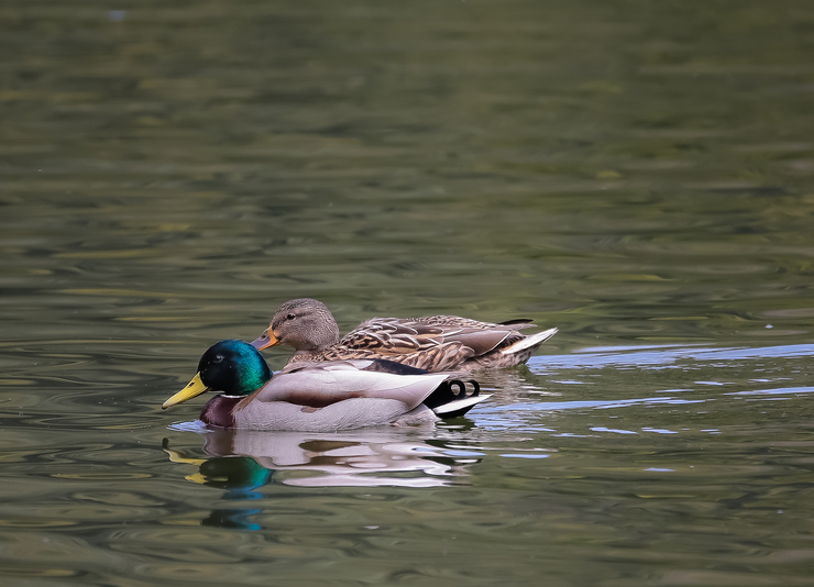 山田池公園、続き_b0242140_2303679.jpg