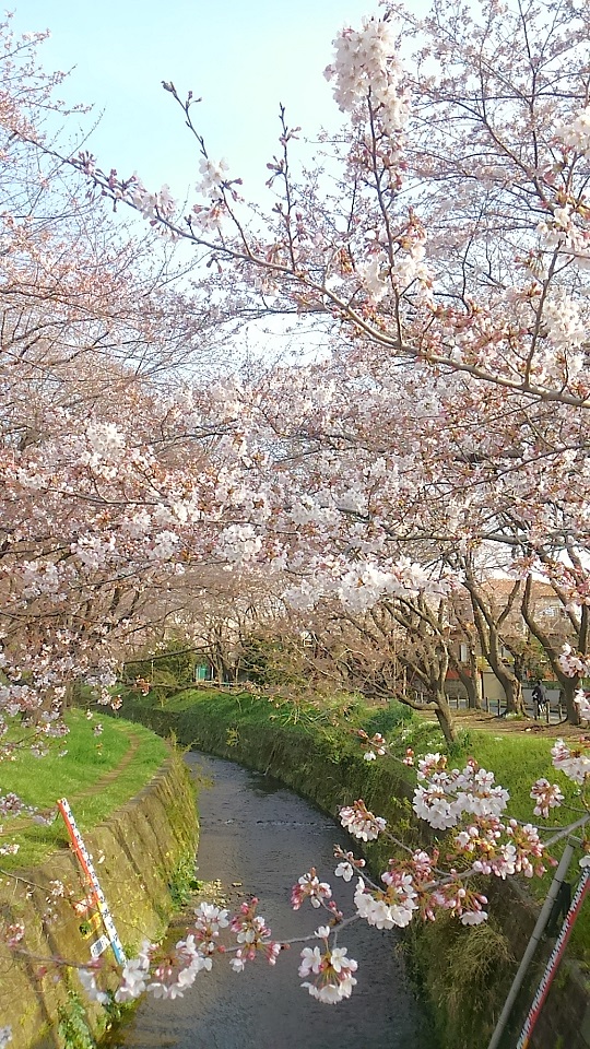 引地川のさくら☆_c0152341_11394423.jpg
