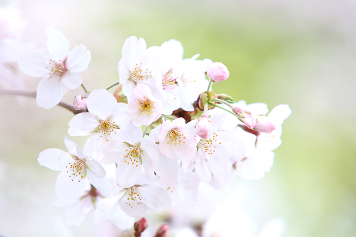 2016 *sakura*_b0049843_17592740.jpg