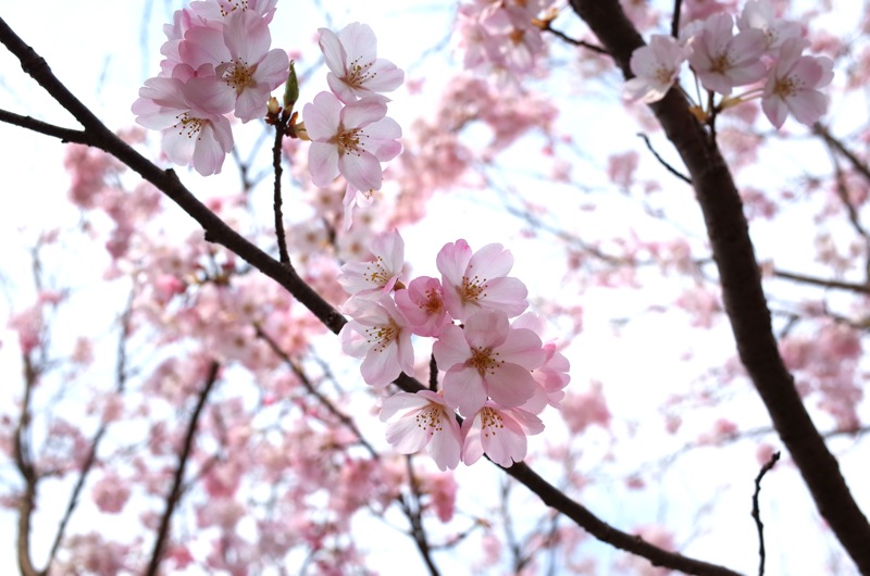 桜2016 木次_f0169147_19262578.jpg